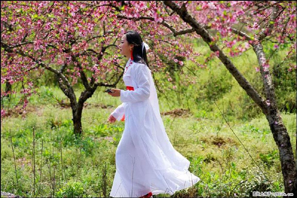 【春天,广西桂林灌阳县向您发出邀请!】官庄村有个醉美的桃花园 - 游山玩水 - 邢台生活社区 - 邢台28生活网 xt.28life.com