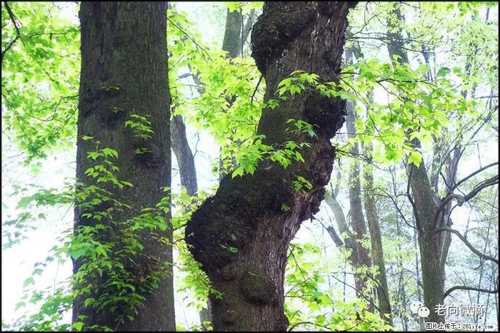 【春天,广西桂林灌阳县向您发出邀请!】在小龙村与春天约会 - 游山玩水 - 邢台生活社区 - 邢台28生活网 xt.28life.com