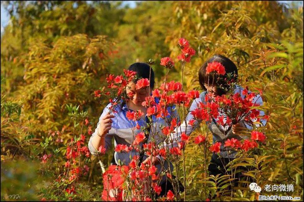 【春天，广西桂林灌阳县向您发出邀请！】登麒麟山，相约映山红 - 游山玩水 - 邢台生活社区 - 邢台28生活网 xt.28life.com