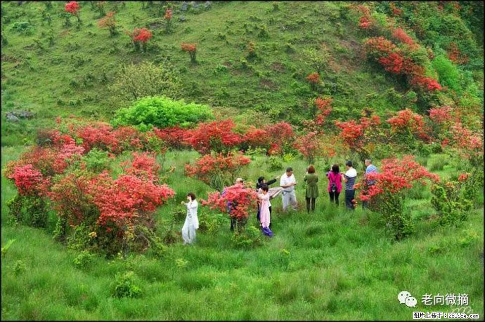 【春天，广西桂林灌阳县向您发出邀请！】宝盖山上映山红 - 游山玩水 - 邢台生活社区 - 邢台28生活网 xt.28life.com