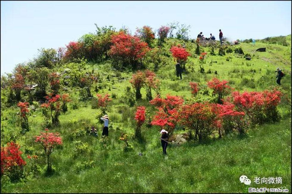 【春天，广西桂林灌阳县向您发出邀请！】宝盖山上映山红 - 游山玩水 - 邢台生活社区 - 邢台28生活网 xt.28life.com