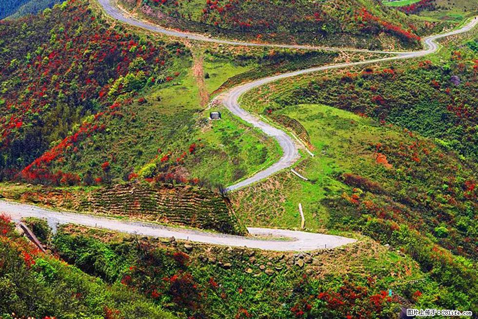 【春天,广西桂林灌阳县向您发出邀请!】春木界上映山红 - 游山玩水 - 邢台生活社区 - 邢台28生活网 xt.28life.com