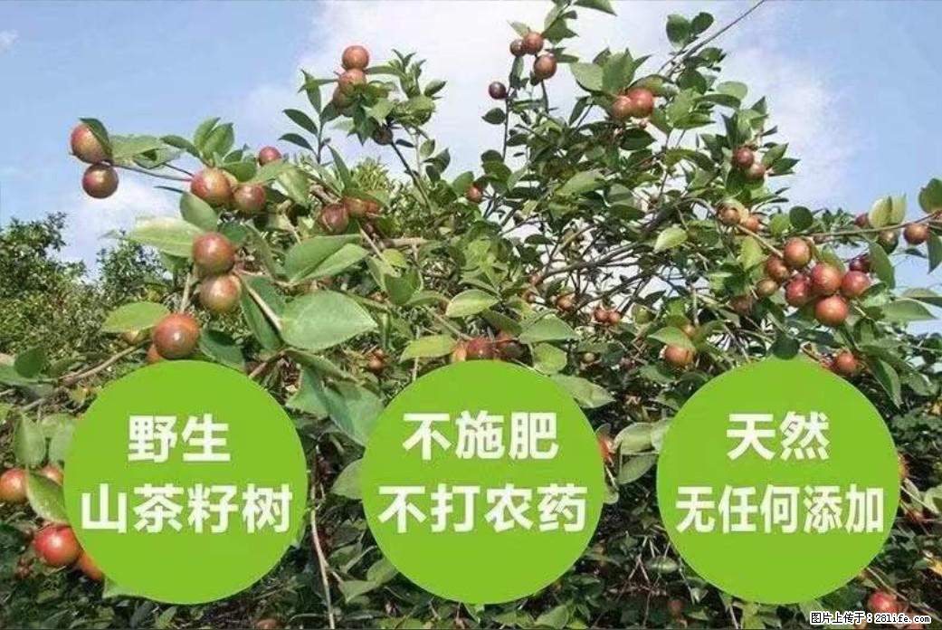 【灌阳县油茶产业示范区】一个有着充实的精神生活的人,对待身外之物自会有一种淡泊的态度 - 美食天地 - 邢台生活社区 - 邢台28生活网 xt.28life.com