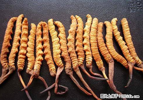 邢台张正上门收名酒老酒礼品-收茅台五粮液剑南春等 - 其它 - 特色礼品 - 邢台分类信息 - 邢台28生活网 xt.28life.com