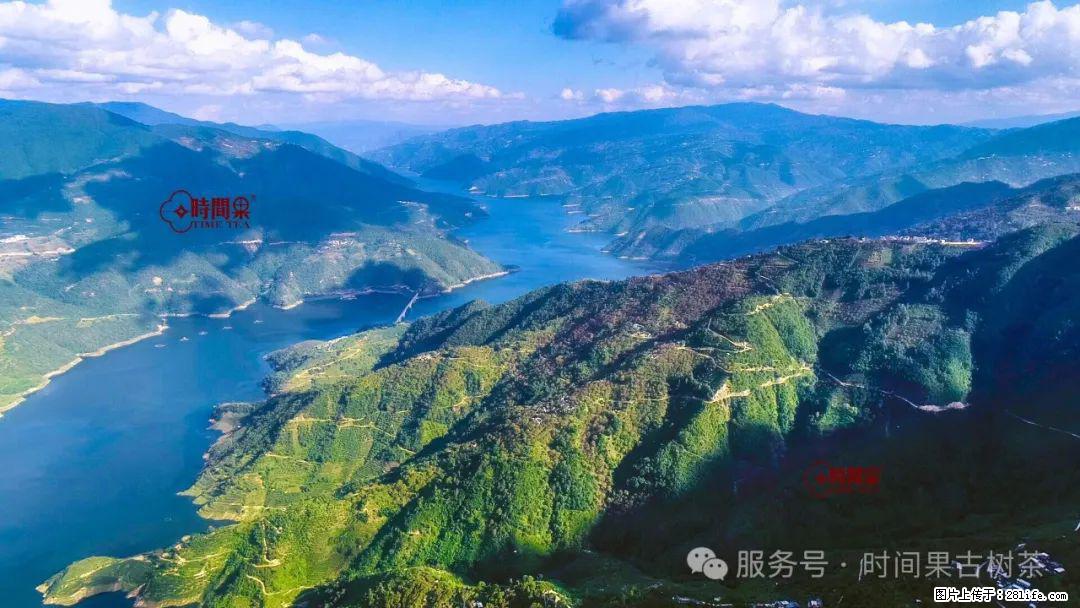 时间果百年古树龙珠普洱生茶 - 购物交流 - 邢台生活社区 - 邢台28生活网 xt.28life.com