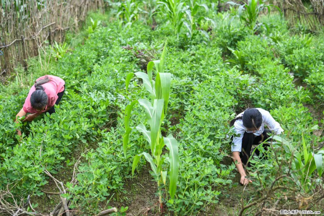 全网追的“扁担女孩”,找了一份暑假工,时薪12元 - 邢台生活资讯 - 邢台28生活网 xt.28life.com