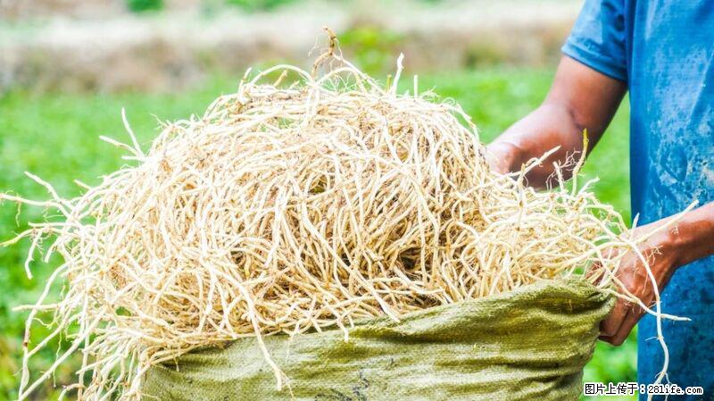 堪称“最难吃”的蔬菜,却是 “抗辐射神器”,还能护肺、清热、止咳化痰! - 邢台生活资讯 - 邢台28生活网 xt.28life.com