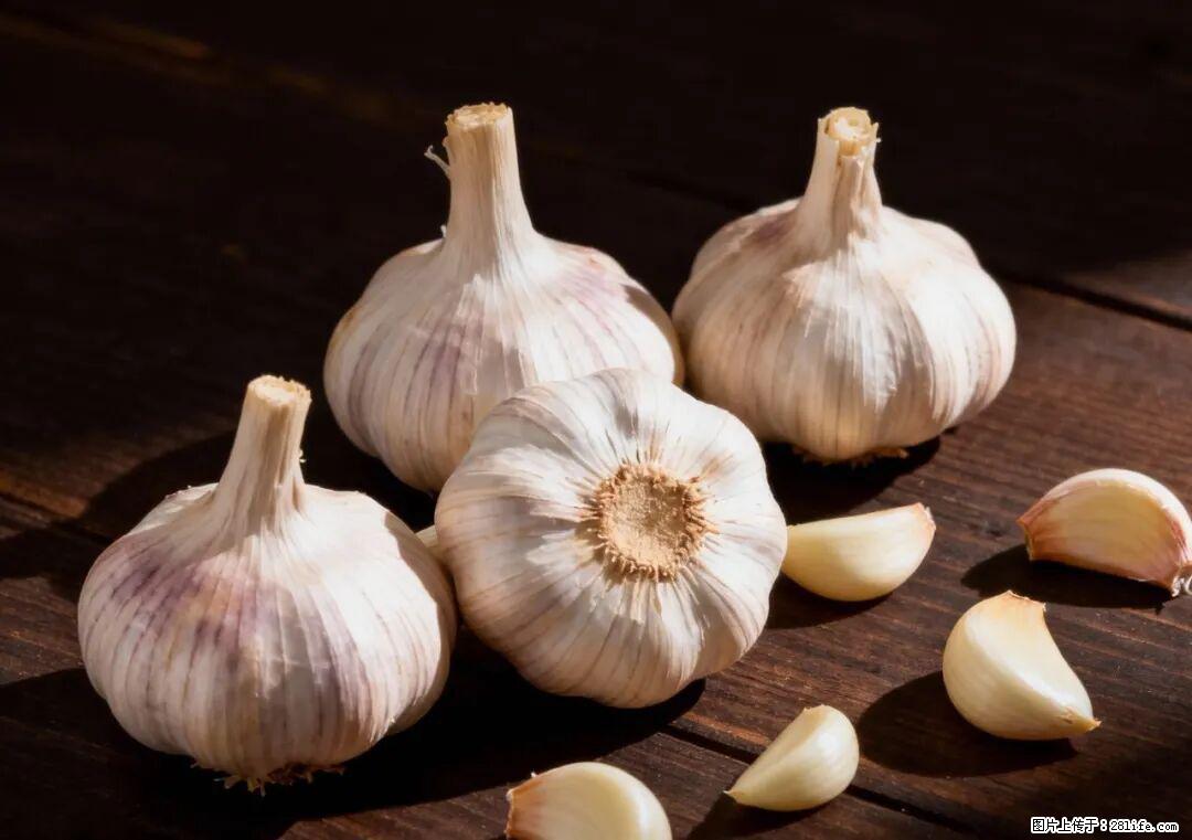 关于大蒜，除了“天然抗生素”，这4个谣言更该警惕! - 邢台生活资讯 - 邢台28生活网 xt.28life.com