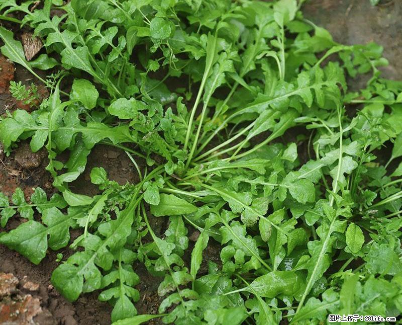 这些蔬菜是“天然钙片”，这6种被医生重点推荐 - 邢台生活资讯 - 邢台28生活网 xt.28life.com