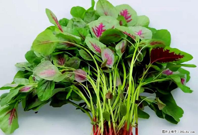 这些蔬菜是“天然钙片”，这6种被医生重点推荐 - 邢台生活资讯 - 邢台28生活网 xt.28life.com