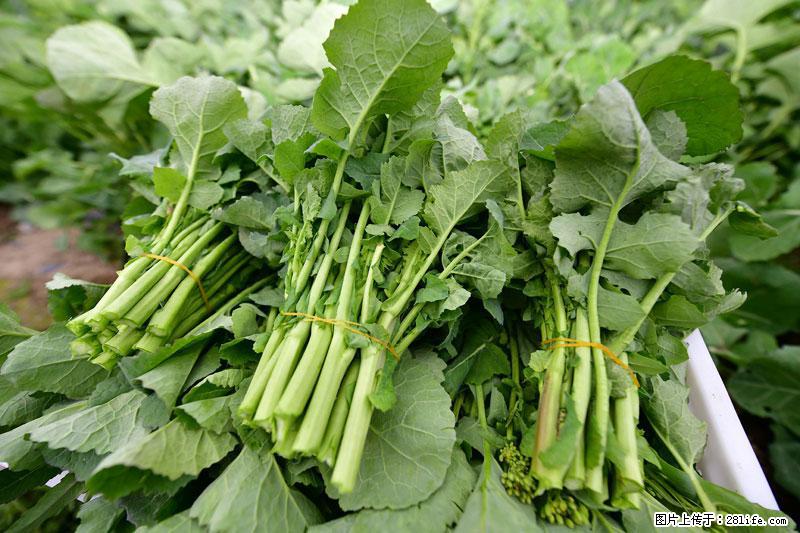 这些蔬菜是“天然钙片”，这6种被医生重点推荐 - 邢台生活资讯 - 邢台28生活网 xt.28life.com